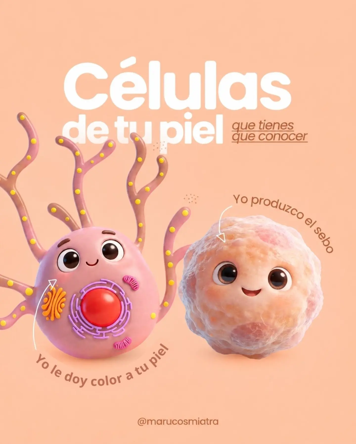 Ilustración de dos células de la piel con ojos y sonrisa: una que da color a la piel y otra que produce el sebo